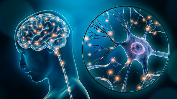 The Power of Nootropics