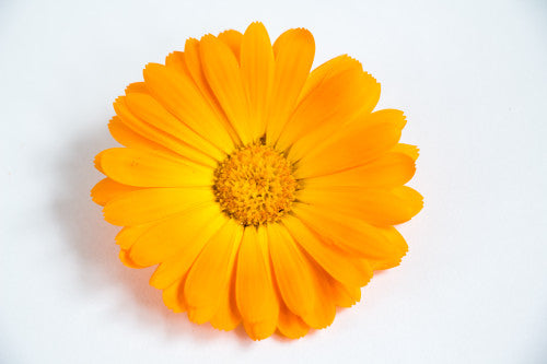 Calendula Cream - 4 oz