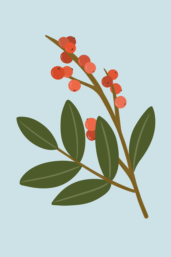 The 411 on Berberine