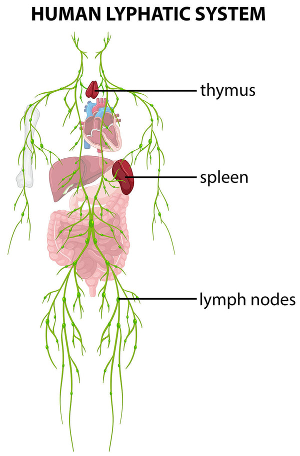 The Lymphatic & Lymph