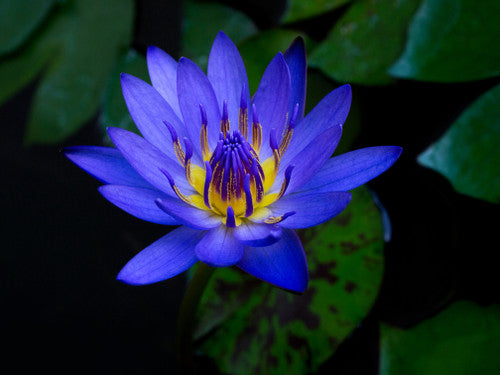 Blue Lotus Essential Oil (15 ml)