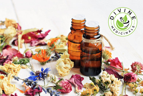 Cinnamon Essential Oil - 15ml